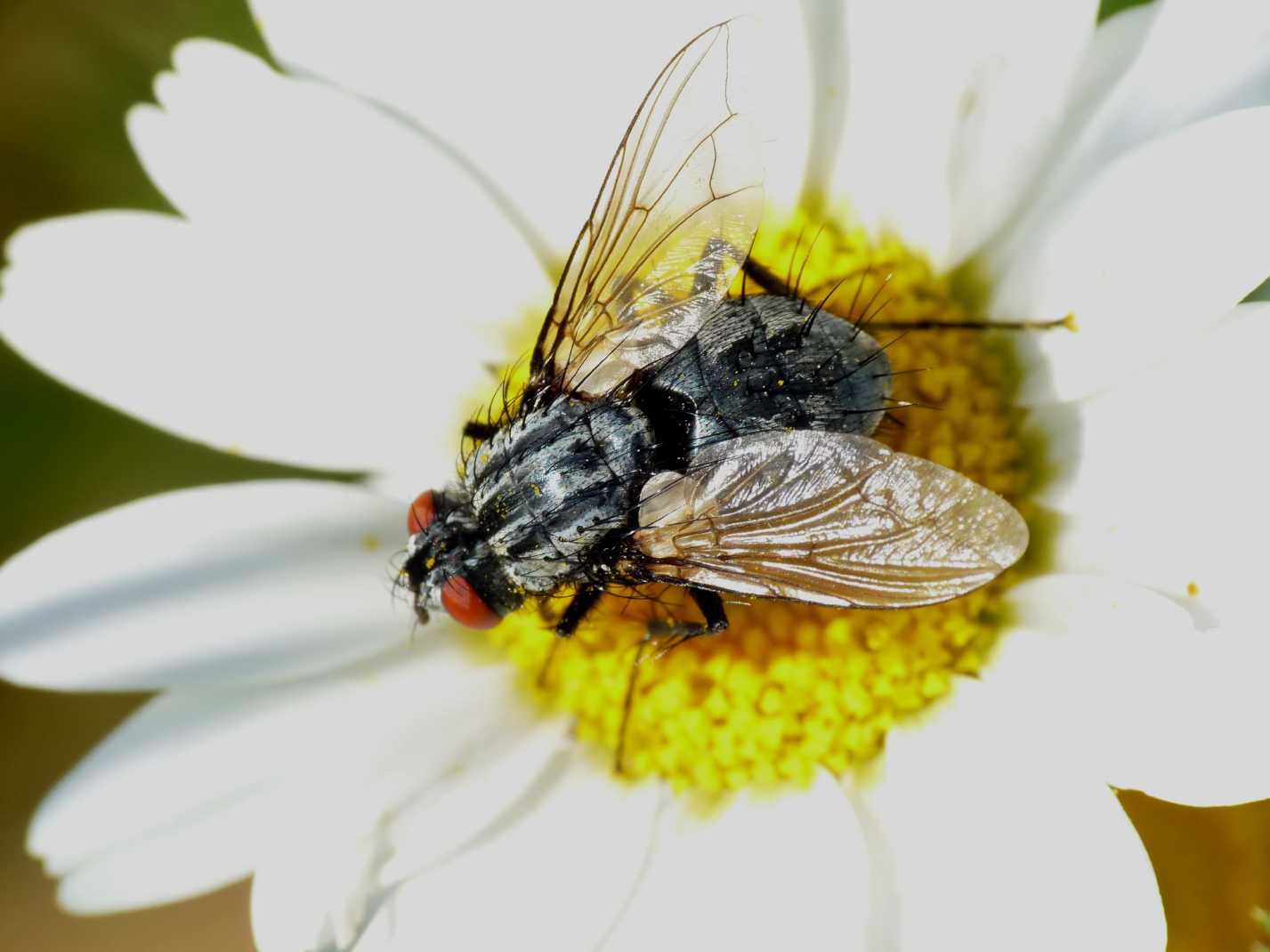 Dittero da determinare Sarcophagidae.